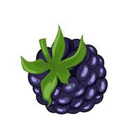 blackberry berry nature cartoon vector illustration