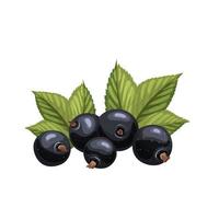 black currant fresh cartoon vector illustration