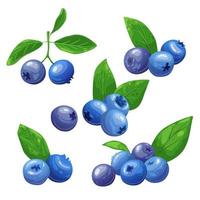 blueberry fresh set cartoon vector illustration