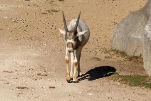 Addax white Antelope close up photo