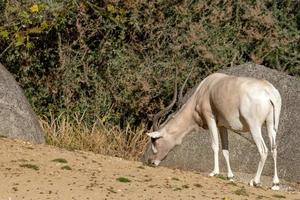 Addax white Antelope close up photo