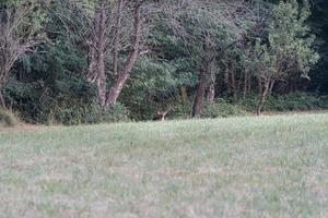 male Fallow deer on green forest background photo