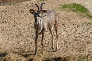 Greater kudu african antelope photo