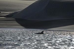 common dolphin near sand dunes beach photo