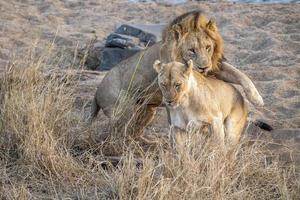 lions mating in kruger park south africa photo