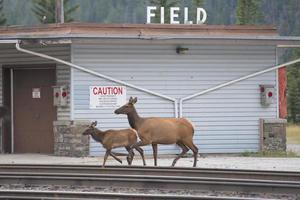 elk deers in the city photo