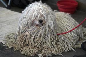 rasta dog portrait photo