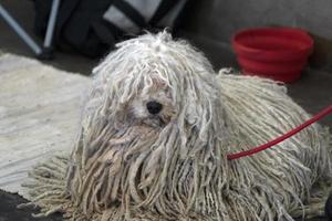 rasta dog portrait photo