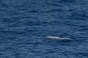 blanco raro ganso ballena picuda delfín ziphius cavirostris foto