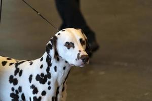 dalmatian dog portrait photo