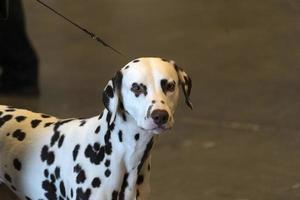 Retrato de perro dálmata foto