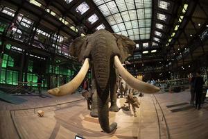 PARIS, FRANCE - NOVEMBER 18 2021 - Evolution Gallery Museum of natural history Grande Galerie de l'Evolution photo