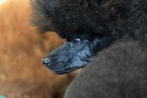 Poodle dog beauty salon photo