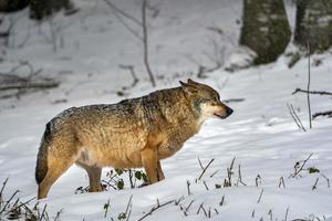 grey wolf in the snow photo