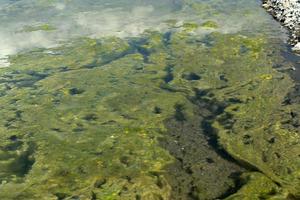 detalle de alga verde de río foto