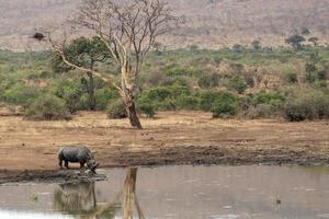 rhino drinking at the pool kruger park south africa photo