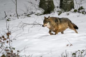 grey wolf in the snow photo
