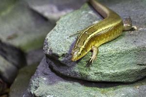 Madagascar girdled lizard portrait close up photo