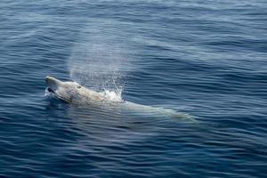 rara ballena picuda de ganso delfín ziphius cavirostris foto