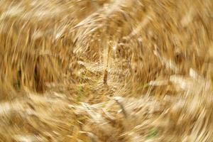 Green Wheat spikes field moved by wind photo