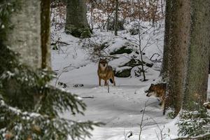 lobo gris en la nieve foto