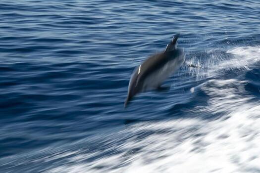 Move effect on Dolphin while jumping in the deep blue sea photo