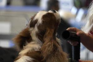 Chevalier king dog close up being combed photo