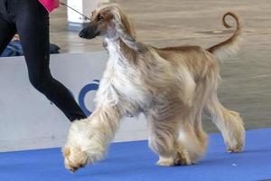 Afghan greyhound dog photo