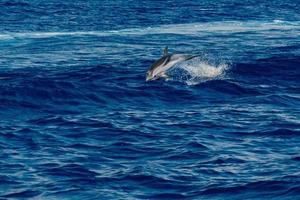 Dolphin while jumping in the deep blue sea photo