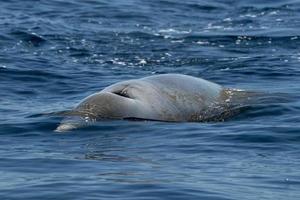 rara ballena picuda de ganso delfín ziphius cavirostris foto