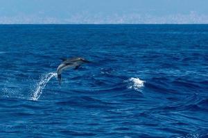 Dolphin while jumping in the deep blue sea photo