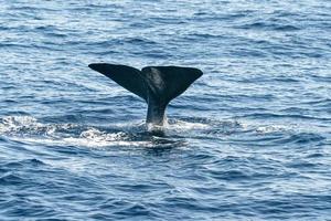 Sperm Whale tail while going down at sunset photo