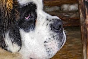 cachorro recién nacido san bernardo perro foto