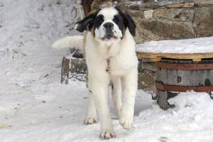 puppy newborn saint bernard dog photo