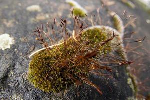 lichen on black stone photo