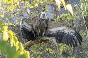 Open wings vulture bird photo