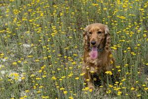 happy cocker spaniel running in the yellow daisy field photo