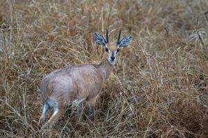 Male Steenbok in Kruger park photo