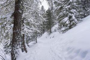 snow hiking forest panorama landscape mountains of Santa Caterina valfurva italian Alps in winter photo