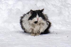 retrato de gato en el fondo de la nieve foto