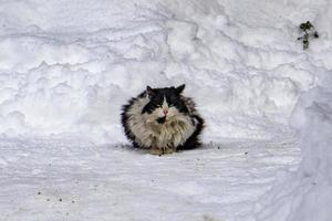 retrato de gato en el fondo de la nieve foto