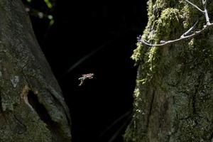 bee flying on black between two trees photo