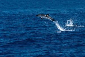 delfín mientras salta en el mar azul profundo foto