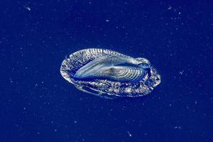 medusas velella en la parte posterior del mar azul profundo foto