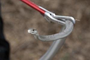 Black mamba snake south africa close up while being catched photo