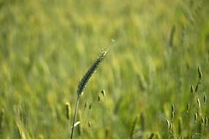 creciente detalle de campo de trigo verde foto