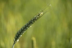 growing green wheat field detail photo