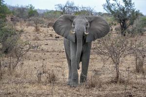 elefante de orejas abiertas en el parque kruger sudáfrica listo para cargar foto