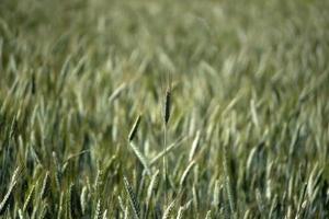 growing green wheat field detail photo