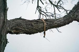 impala muerto en un árbol en el parque kruger foto